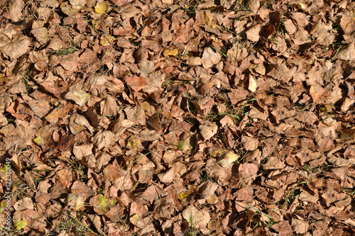 Fallen Leaves Texture Background Fallen Birch Leaves Lie On The Ground Evenly Buy This Stock Photo And Explore Similar Images At Adobe Stock Adobe Stock Fallen Leaves Texture Background Fallen Birch Leaves Lie On The Ground Evenly Buy This Stock Photo And Explore Similar Images At Adobe Stock Adobe Stock