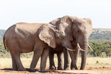 Fototapeta Sawanna - I ear you still - African Bush Elephant