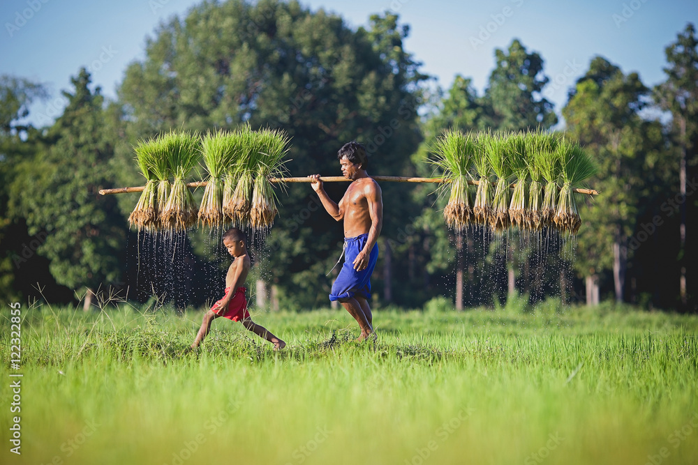 The son playing while his father worked in the rice fields Stock Photo ...