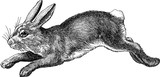 Fototapeta Konie - Vintage image rabbit