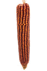 Sticker - Ripe corn