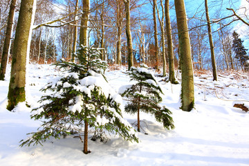 Christmas background with two snowy fir trees.