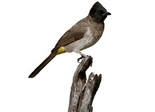Common Or Black-eyed Bulbul, Pycnonotus Barbatus