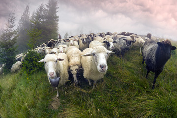 Wall Mural - Sheep grazing in mist