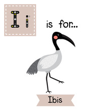 I Letter Tracing. Ibis Bird. Cute Children Zoo Alphabet Flash Card. Funny Cartoon Animal. Kids Abc Education. Learning English Vocabulary. Vector Illustration.