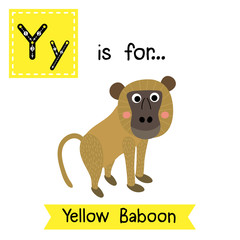 Wall Mural - Y letter tracing. Yellow Baboon monkey. Cute children zoo alphabet flash card. Funny cartoon animal. Kids abc education. Learning English vocabulary. Vector illustration.