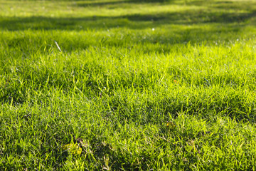 Green grass background