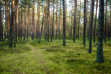  Misty morning in the woods. forest with tree trunks