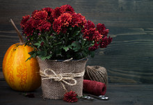 Pot Of Red Chrysanthemum Flowers
