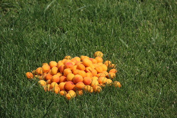 Canvas Print - Ripe apricots heap on the mown lawn in the summer garden