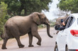 An elephant crossing a road while a tourist is taking pictures