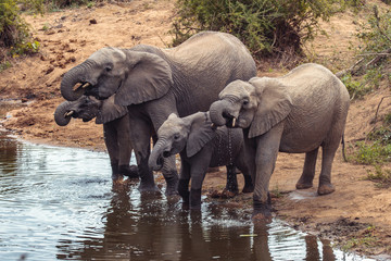 Elephants drinking water