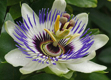 Close Up Of A Blossom Of Passion Flower
