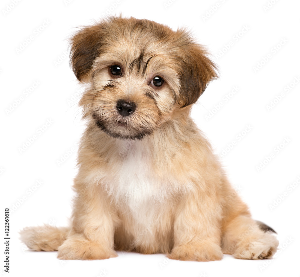 Cute sitting havanese puppy dog - isolated on white - obrazy, fototapety, plakaty 