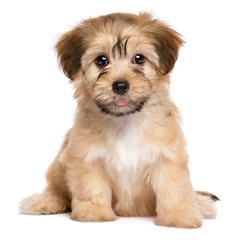 Wall Mural - Cute sitting havanese puppy dog - isolated on white