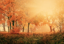 Colorful Trees  In Sunny Forest, Natural Vintage Autumn  Background