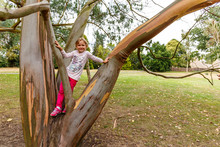 Eucalyptus In Autmn, Kew Garden