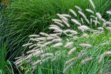 Ornamental Grass In Summer Yard