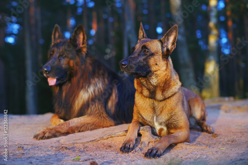 Wet Belgian Shepherd Dog Malinois And Long Haired German Shepherd
