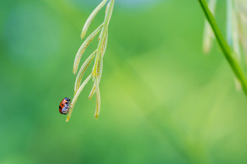 ladybug on a green leaf macro