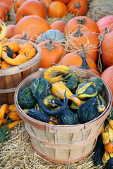 Wall Mural - pumpkin patch