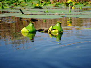 Two yellow water lily bud