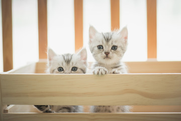 Wall Mural - tabby kittens looking in a wood box