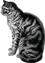 Vintage Illustration Cat