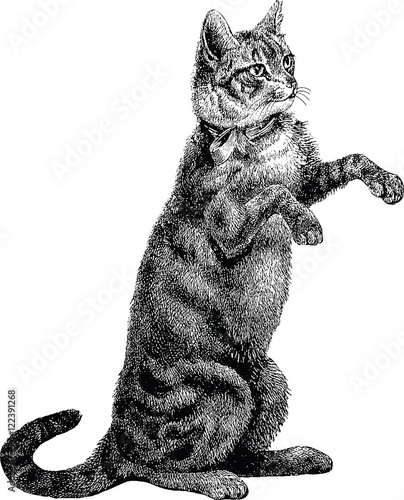 Vintage Illustration Cat Stock Illustration Adobe Stock