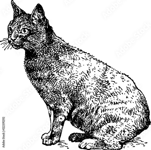 Vintage Illustration Cat Stock Illustration Adobe Stock Vintage Illustration Cat Stock Illustration Adobe Stock