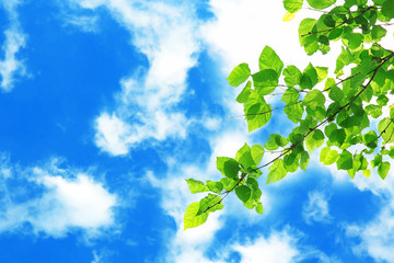 Canvas Print - Tree branches with green leaves on sky background