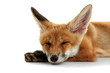 © Africa Studio - Beautiful fox cub lying isolated on white