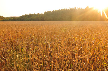 Aerial view of corn field, lit by evening sun