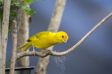 Wall Mural - Saffron Finch (Sicalis flaveola)