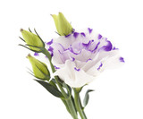 white and blue Lisianthus flower isolated on white