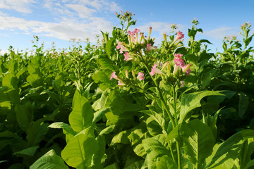 Virginia tobacco (Brightleaf tobacco) plants growing on plantation in Woznawies, Podlaskie province, north-eastern Poland. Selective focus.