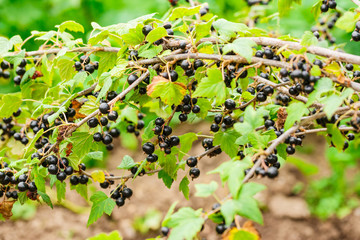 Wall Mural - Branch of fresh black currant