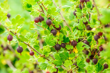 Wall Mural - Branch of fresh gooseberry