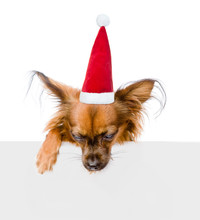 Russian Toy Terrier  In Red Christmas Hat Above White Banner Looking Down. Isolated On White Background