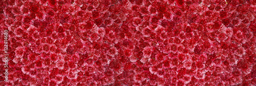 fondo panoramico de flores rojas