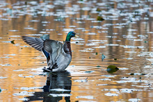 Mallard Duck Flapping Its Wings In The Rippled Water At Sunset