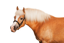 Portrait Of Nice Haflinger Horse On White Background