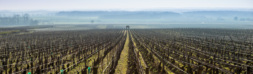 Wall Mural - vignes de grands crus en hiver