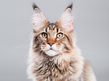 Portrait Of Domestic Black Tabby Maine Coon Kitten - 5 Months Old. Close-up Studio Photo Of Striped Kitty Looking At Camera. Cute Young Cat On Grey Background.