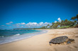 Schildkröte am Traumstrand von Hawaii, Turtle Bay