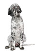 Cute 4 months old blue belton english setter puppy - show quality female dog - isolated on white