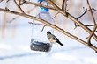 © pns_snp - Снегири