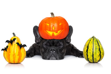 Canvas Print - halloween dog  banner