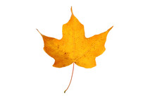 Yellow Autumn Maple Leaf Isolated On White Background