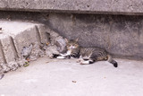 Fototapeta Kuchnia - stray cat sleeping